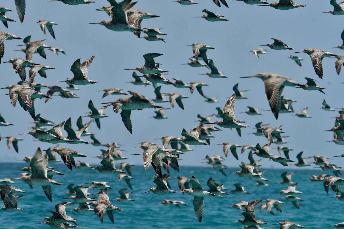 Bar-tailed Godwit - Michael Daley