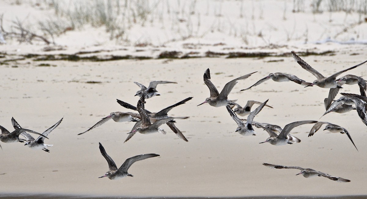 Black-bellied Plover - ML198418201