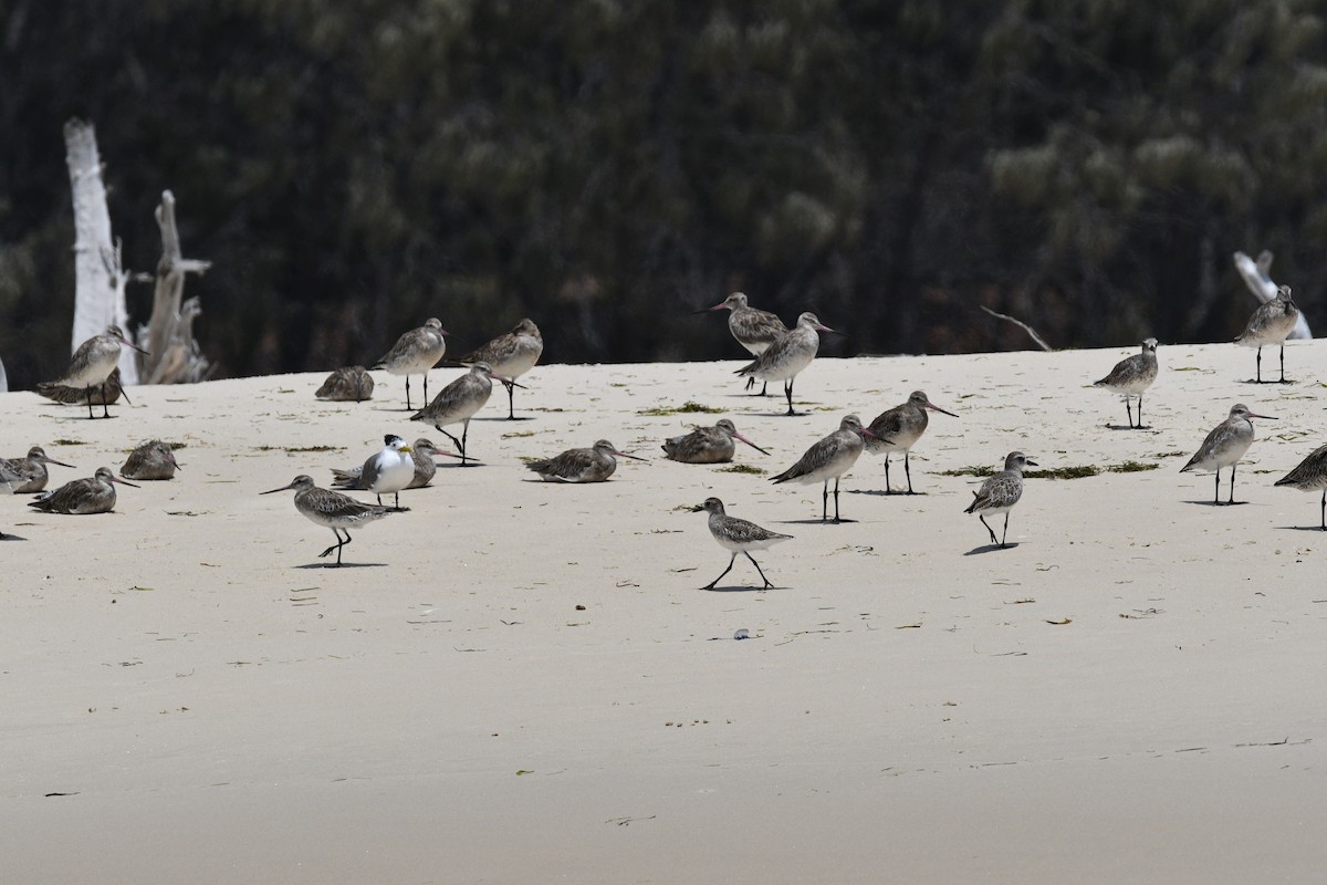 Black-bellied Plover - Michael Daley