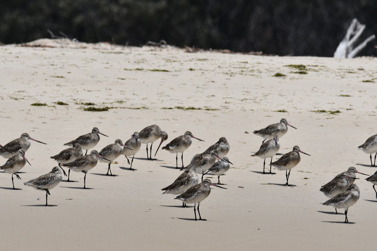 Great Knot - Michael Daley