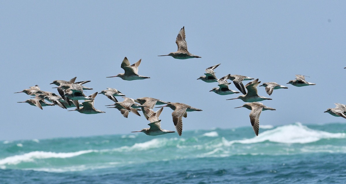 Black-bellied Plover - ML198418531