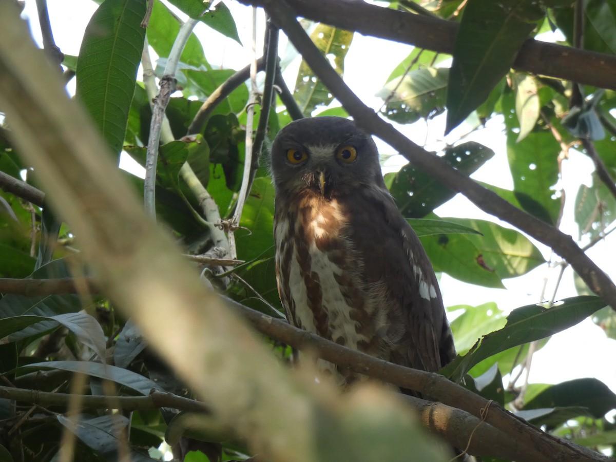 Brown Boobook - ML198418921