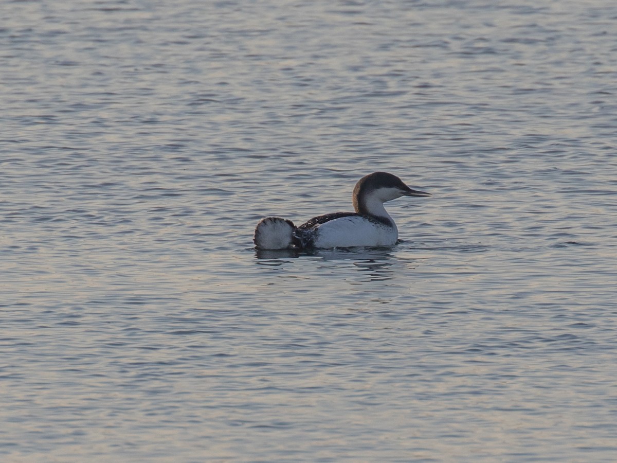 Red-throated Loon - ML198419101