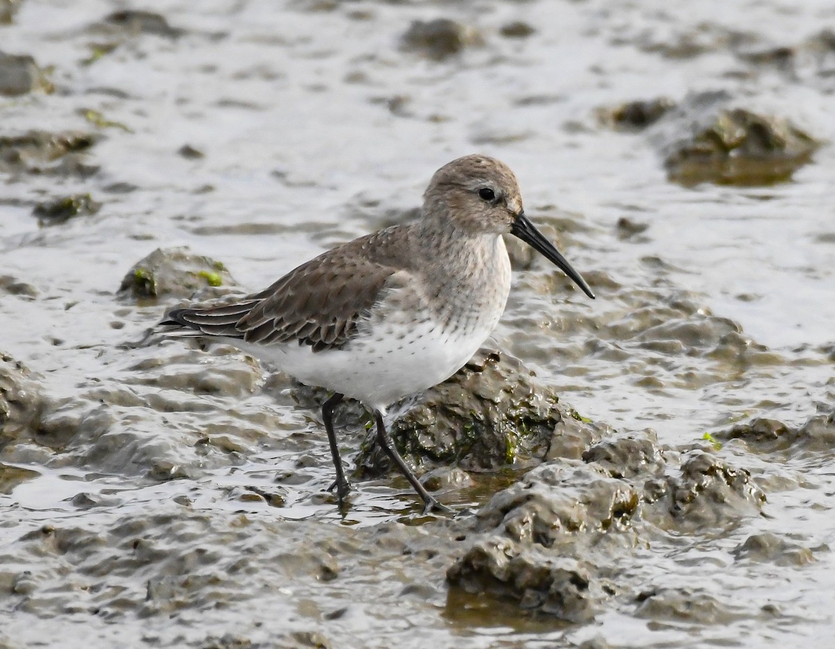 Dunlin - ML198420301