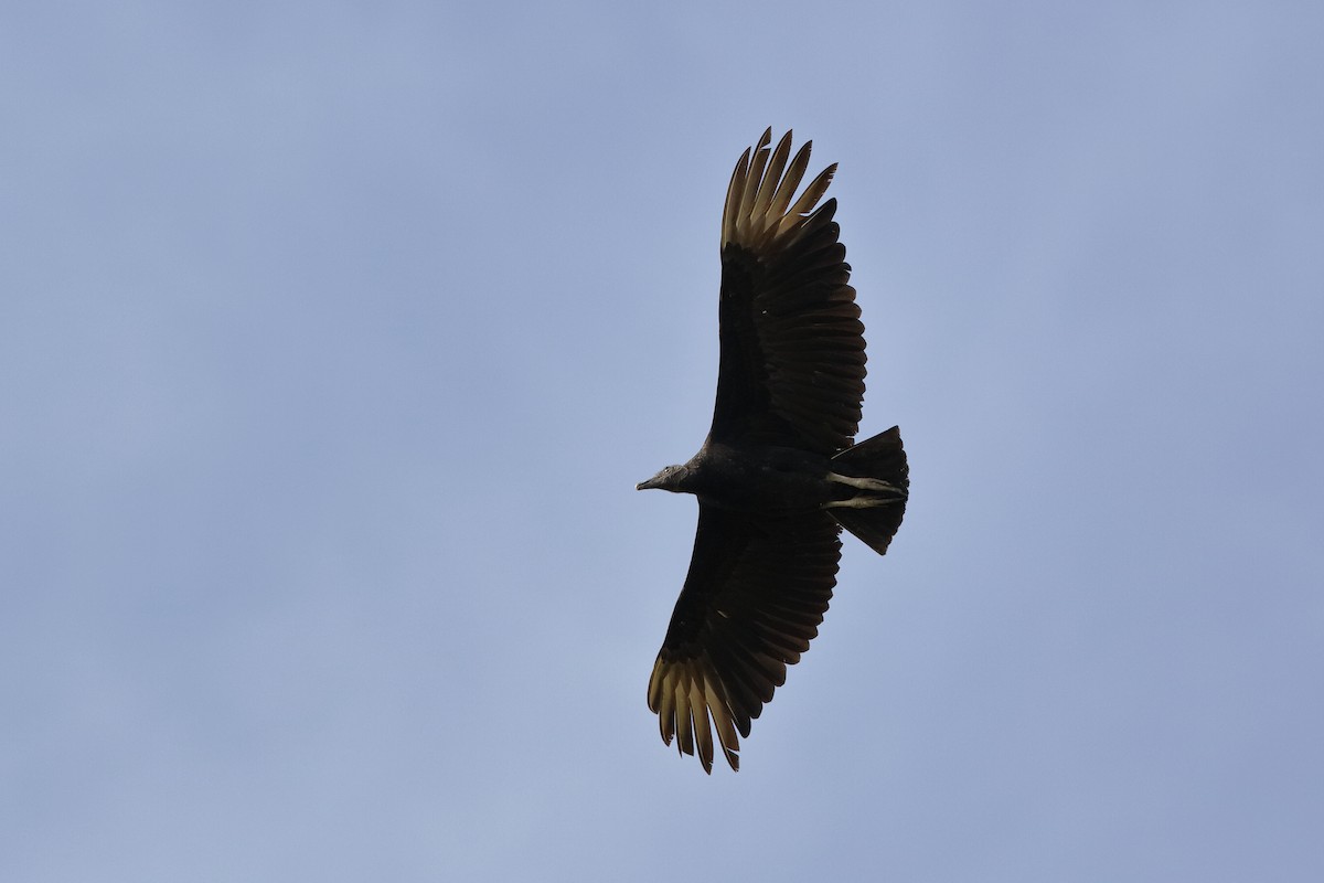 Black Vulture - ML198423651