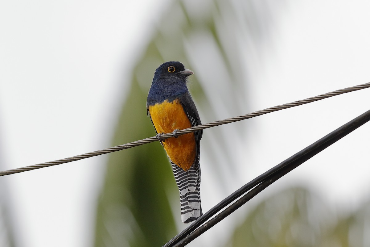 Guianan Trogon - Holger Teichmann