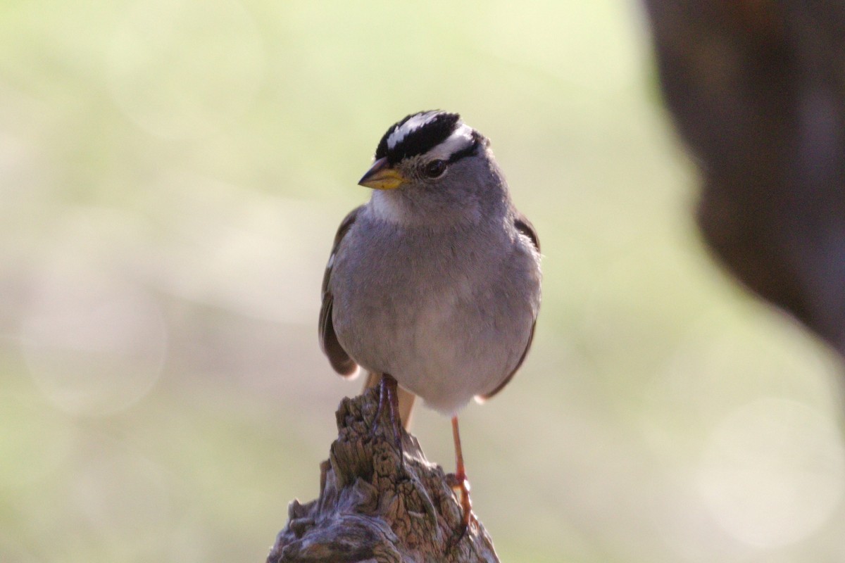 White-crowned Sparrow - ML198427661