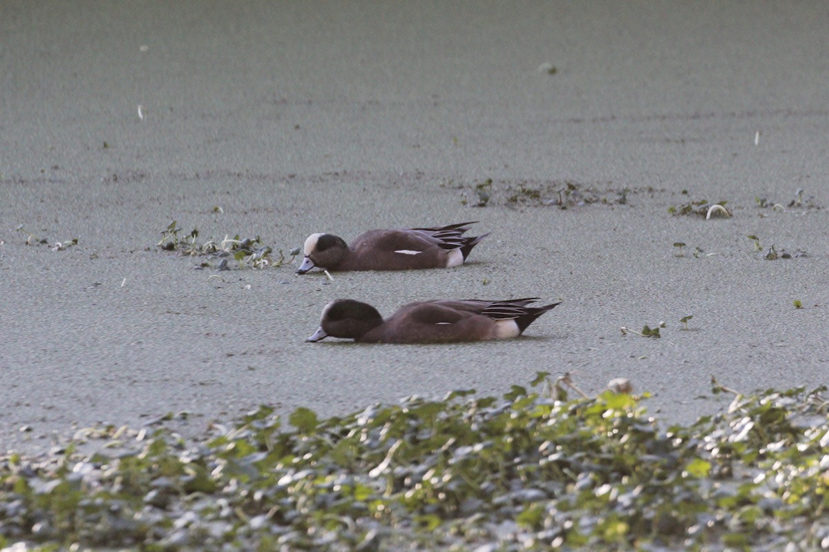 American Wigeon - ML198427701