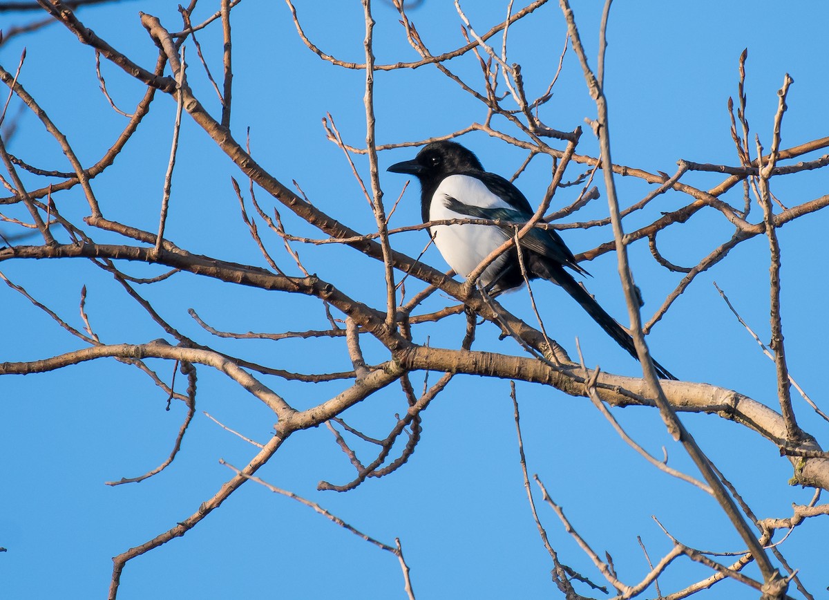 Eurasian Magpie - Matteo Grilli