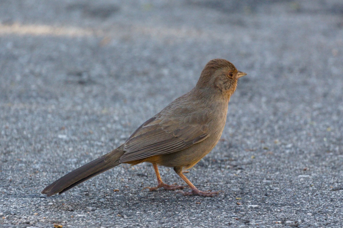 California Towhee - ML198427911