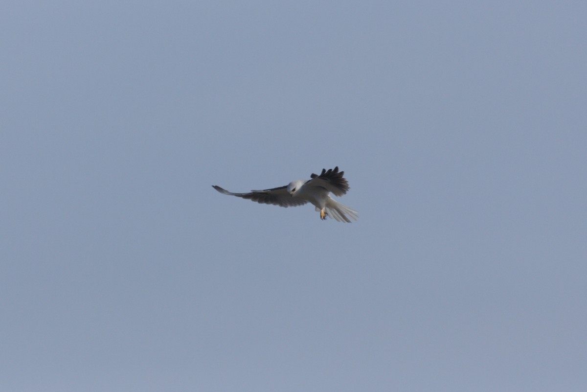 White-tailed Kite - ML198428061