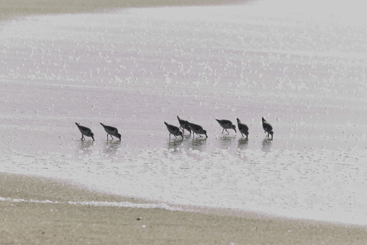 Bécasseau sanderling - ML198428121