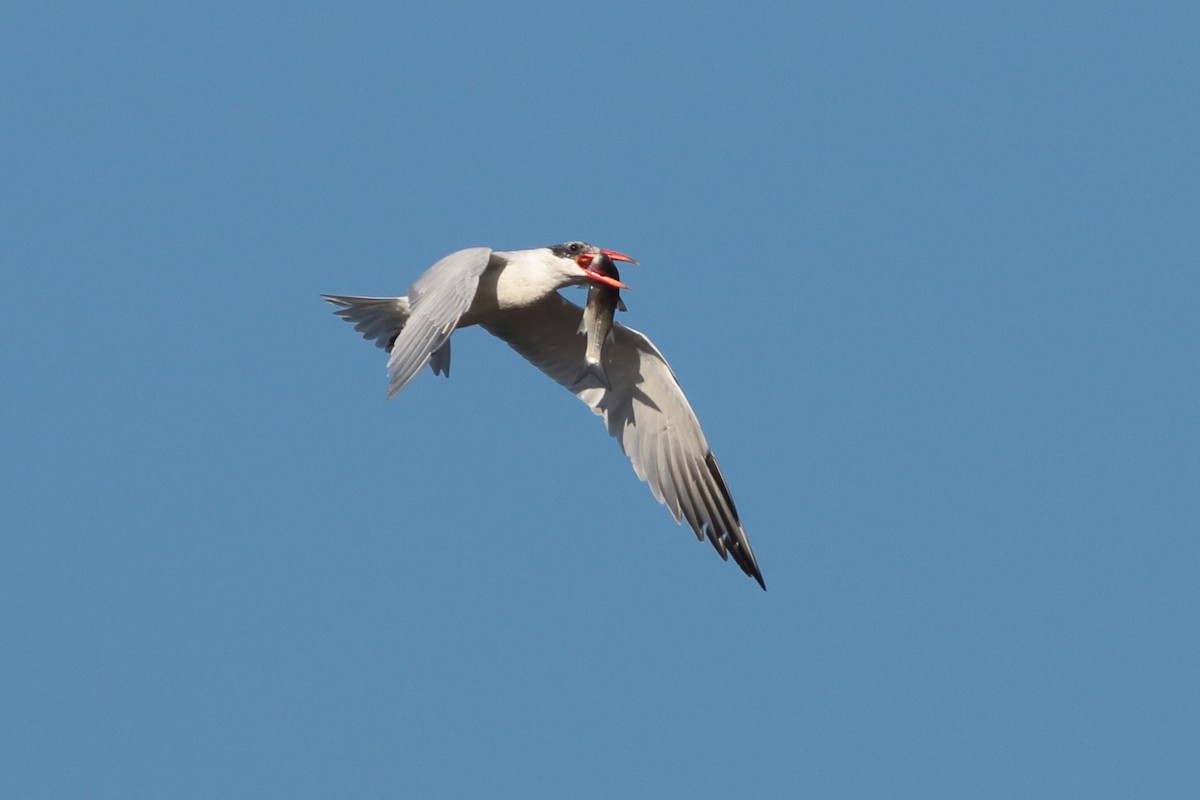 Caspian Tern - ML198428851