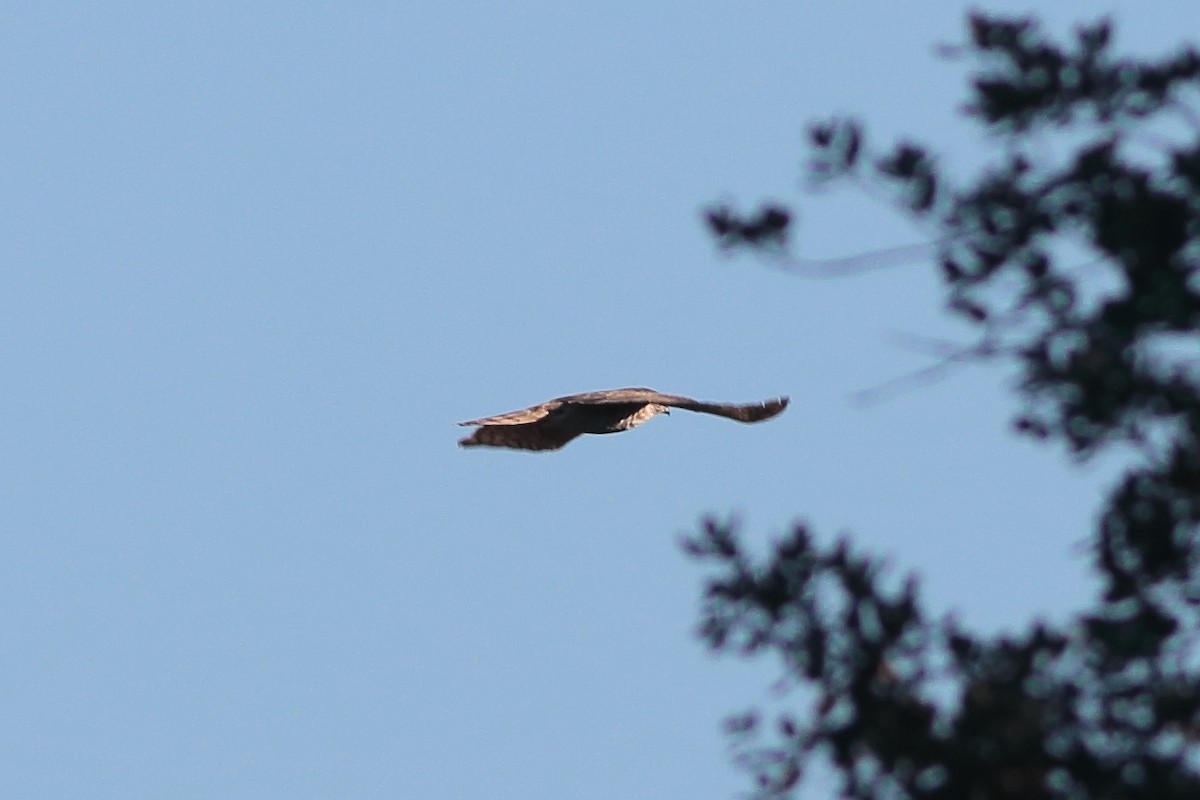 Eurasian Sparrowhawk - ML198428871