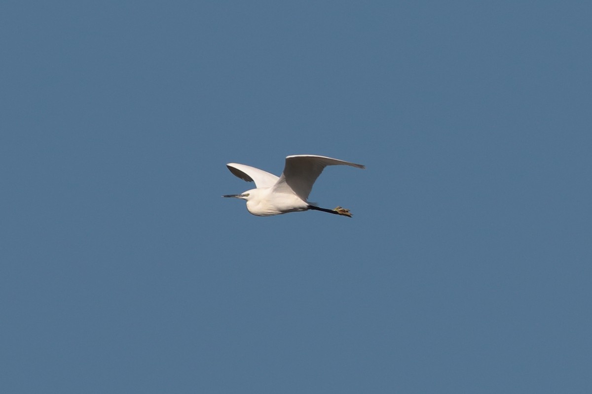 Little Egret - ML198429031