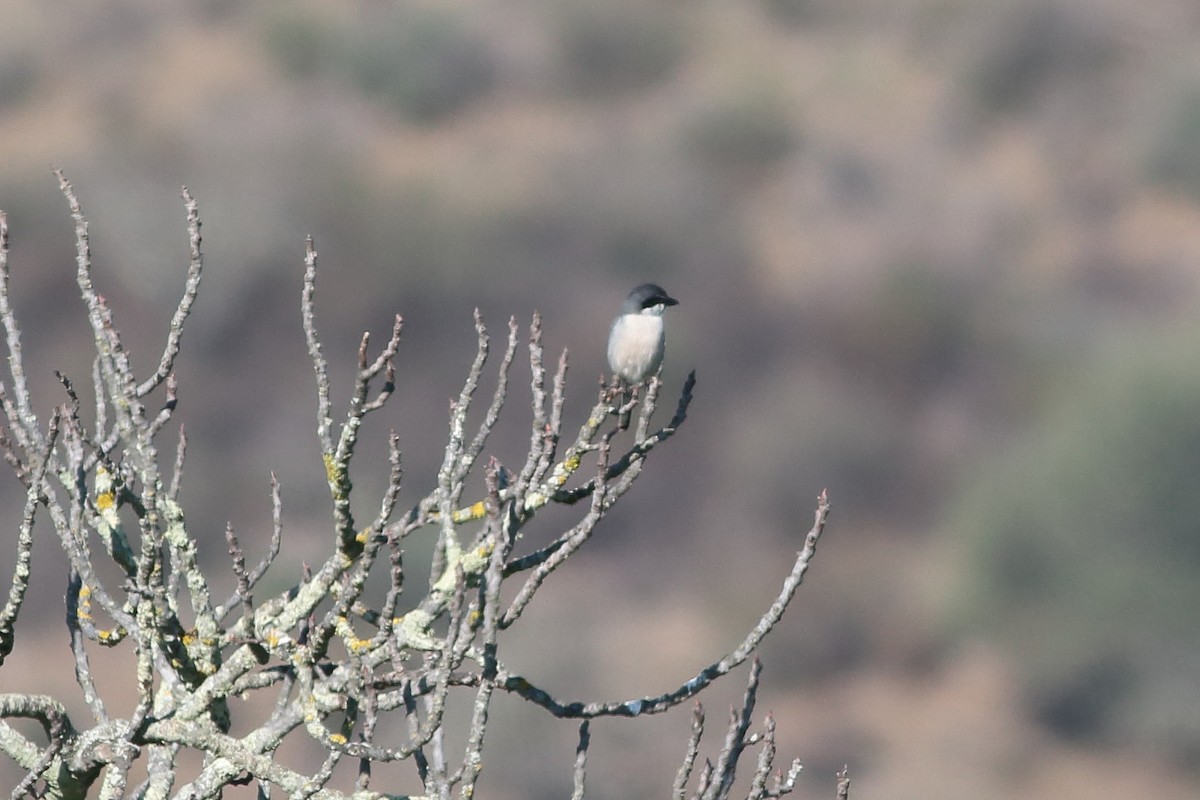 Iberian Gray Shrike - ML198433731