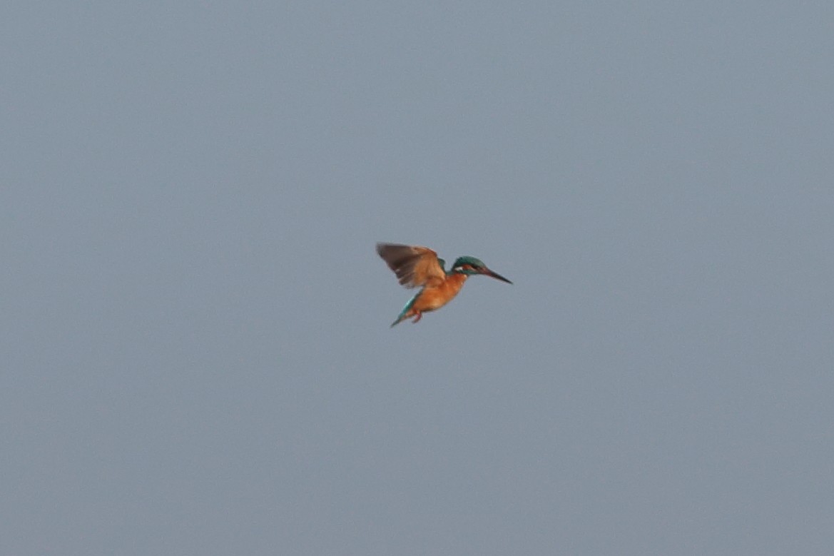 Common Kingfisher - ML198434661