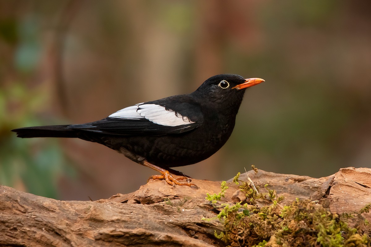 Gray-winged Blackbird - ML198434851