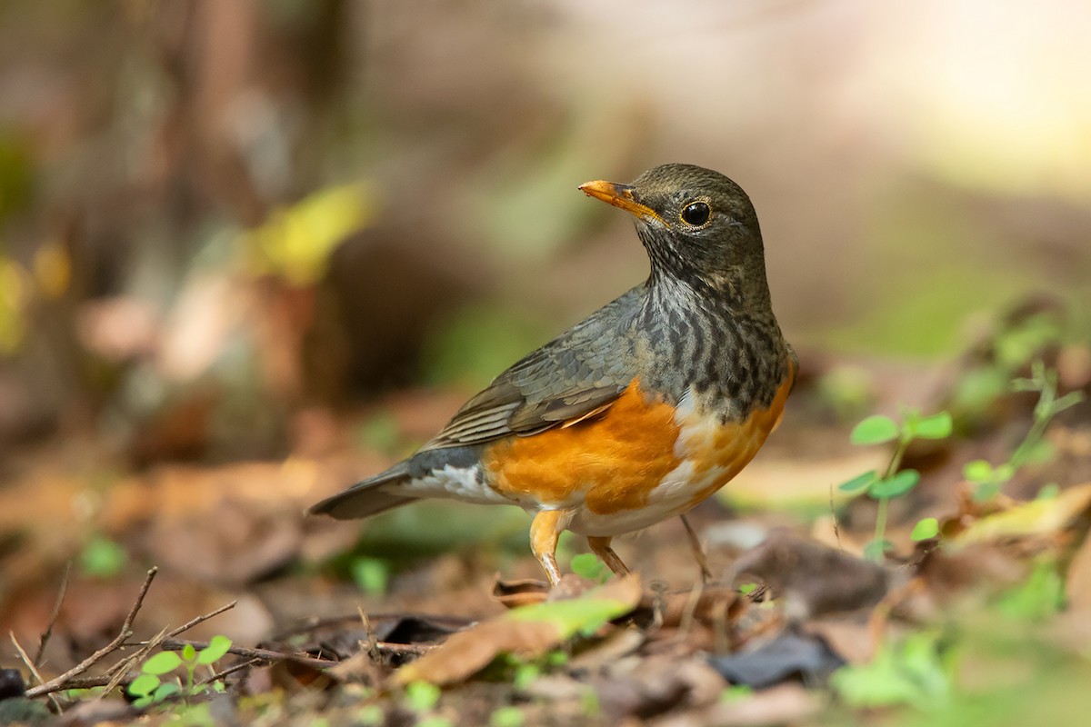 Black-breasted Thrush - ML198434871