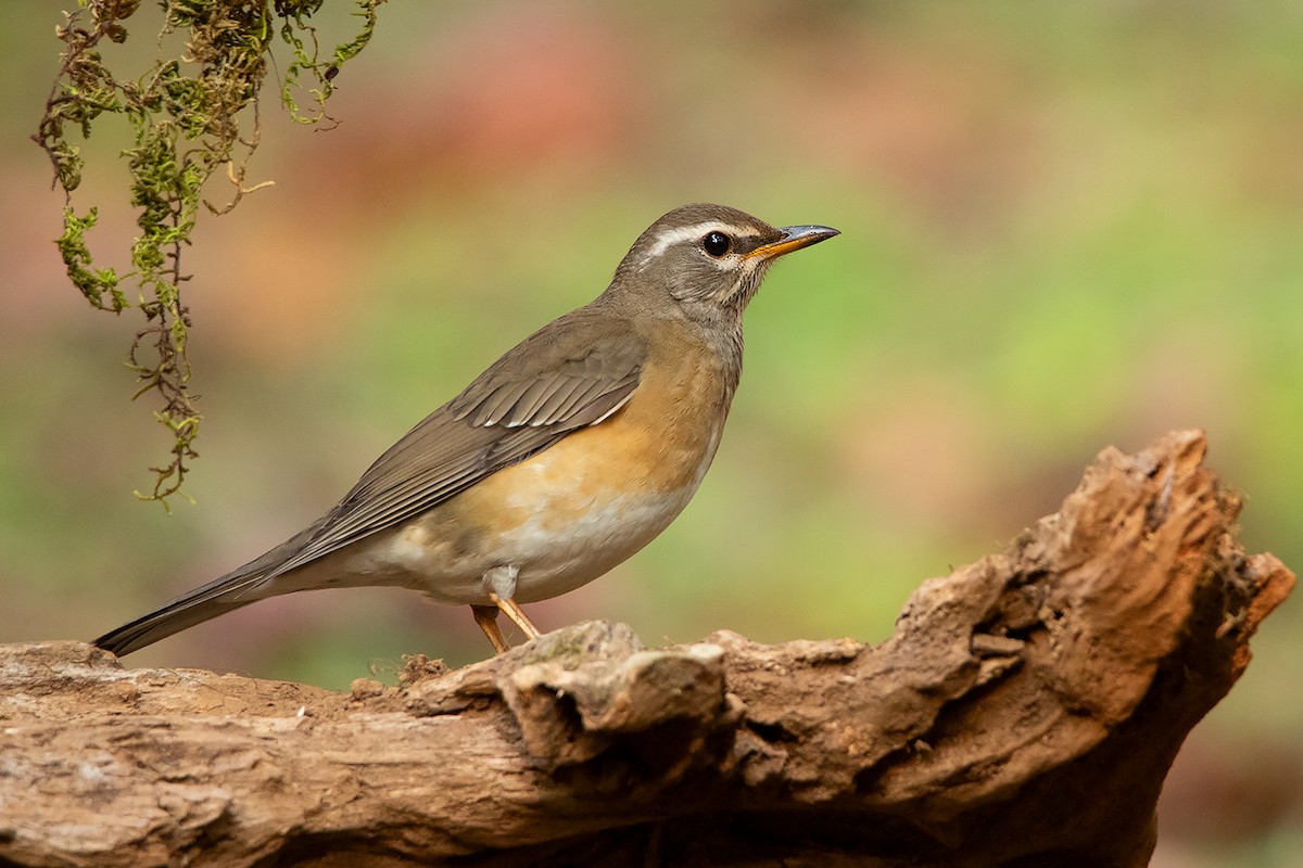Eyebrowed Thrush - Ayuwat Jearwattanakanok