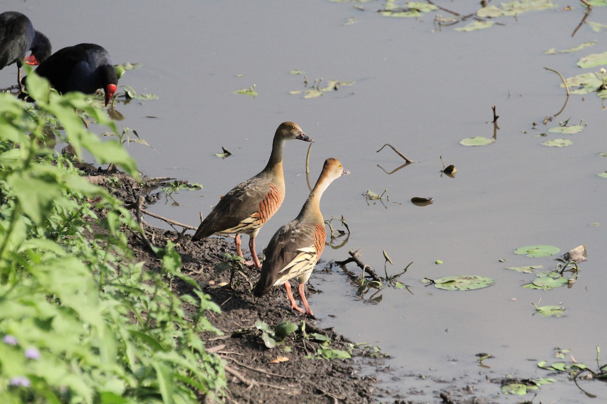 Dendrocygne d'Eyton - ML198435091