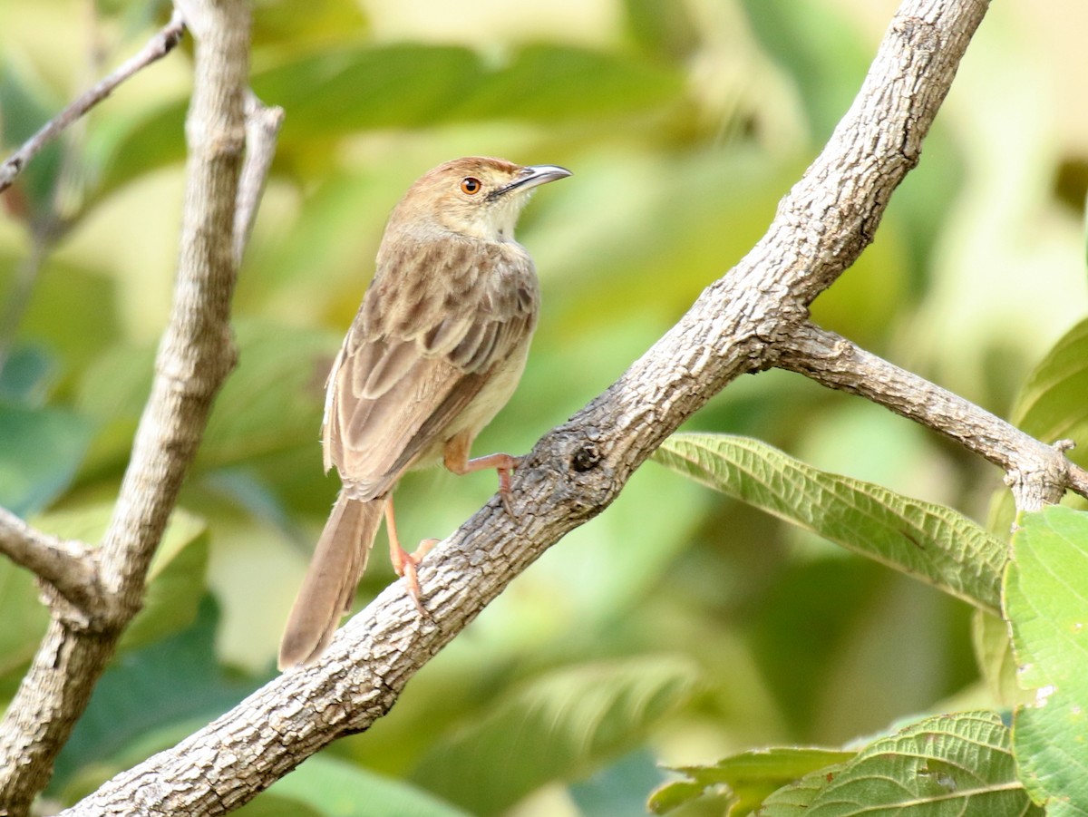 Boran Cisticola - David Lambeth