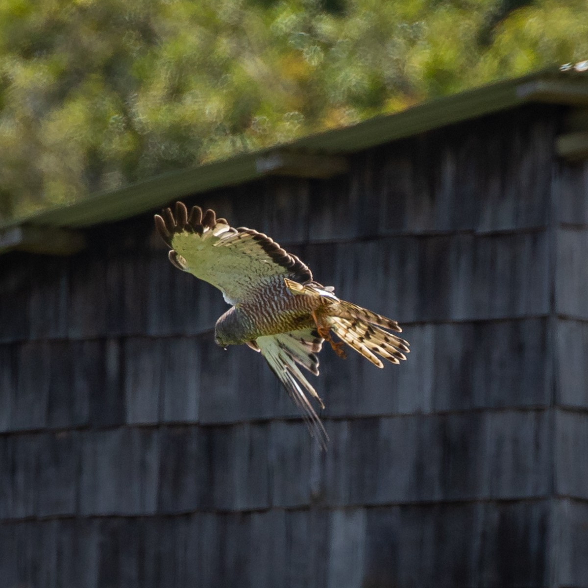 Cinereous Harrier - Justin Ede