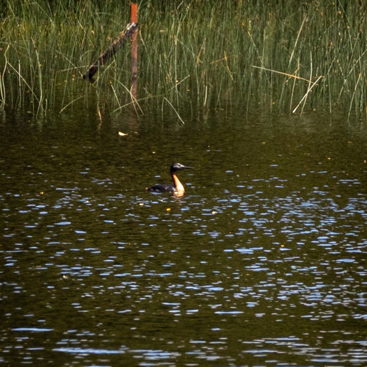 Great Grebe - Justin Ede