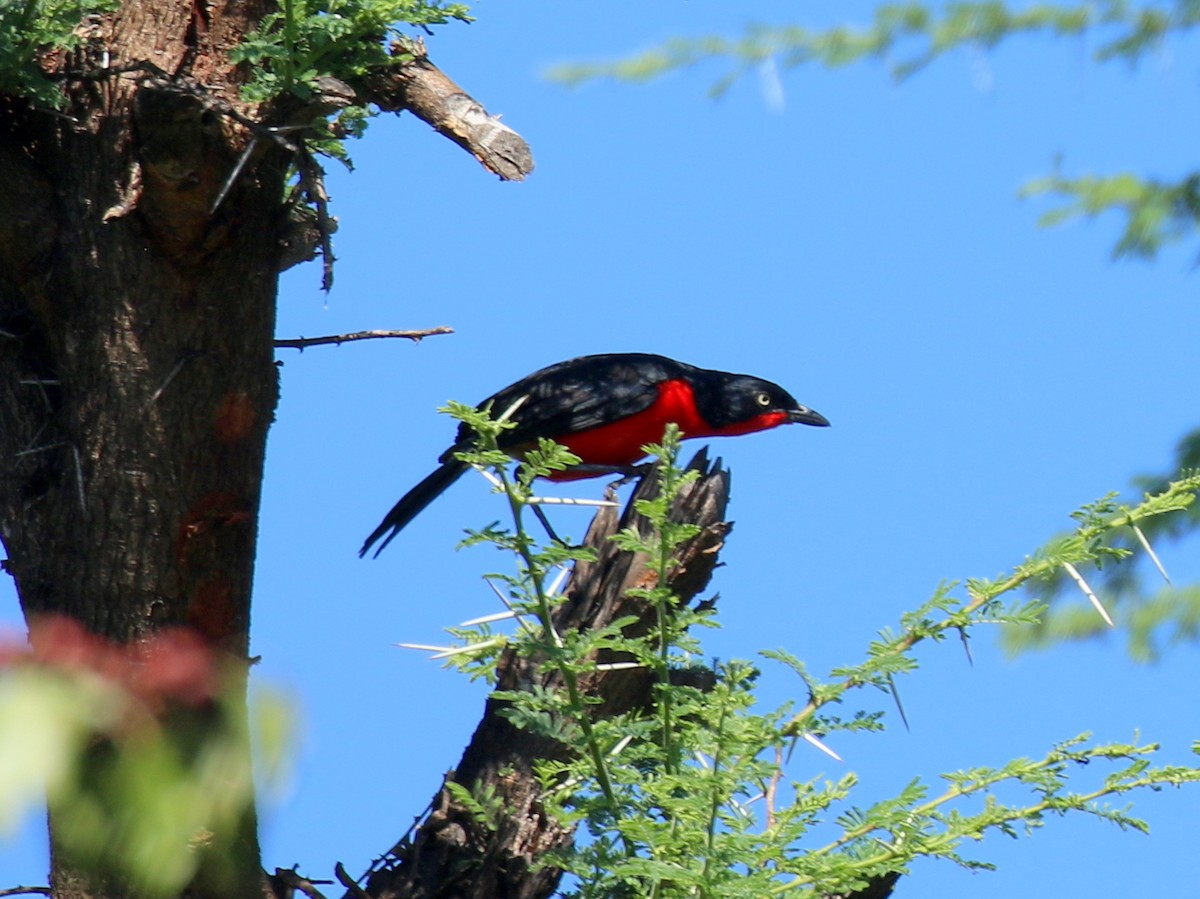 Black-headed Gonolek - David Lambeth