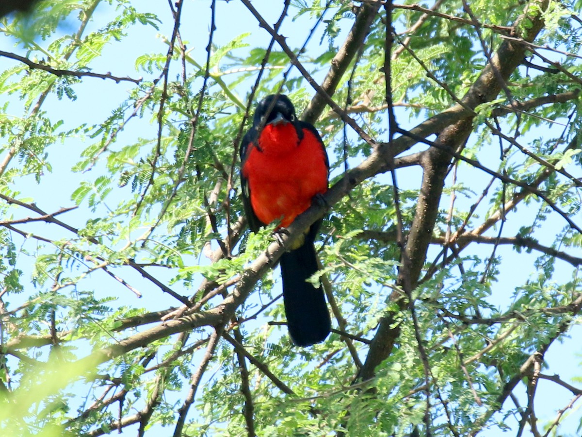 Black-headed Gonolek - David Lambeth