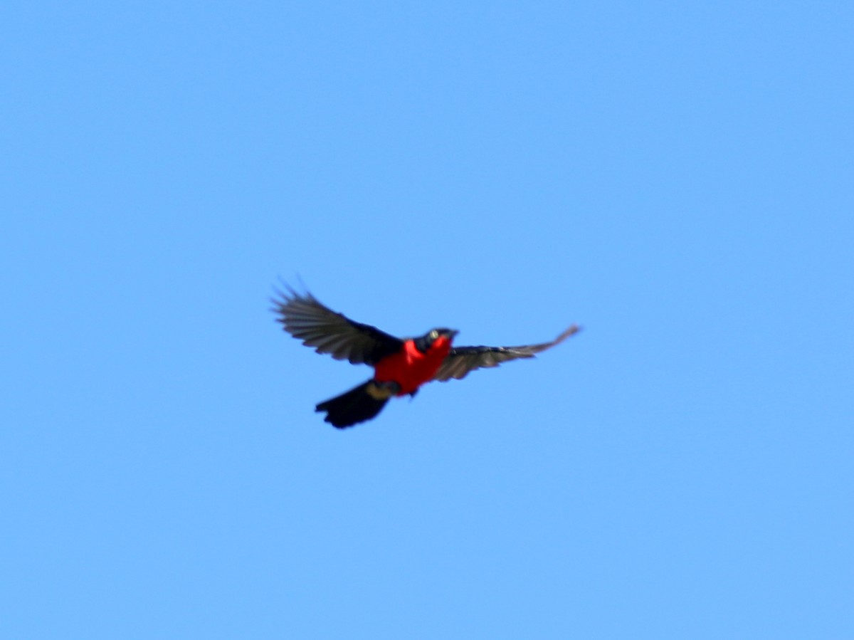 Black-headed Gonolek - David Lambeth