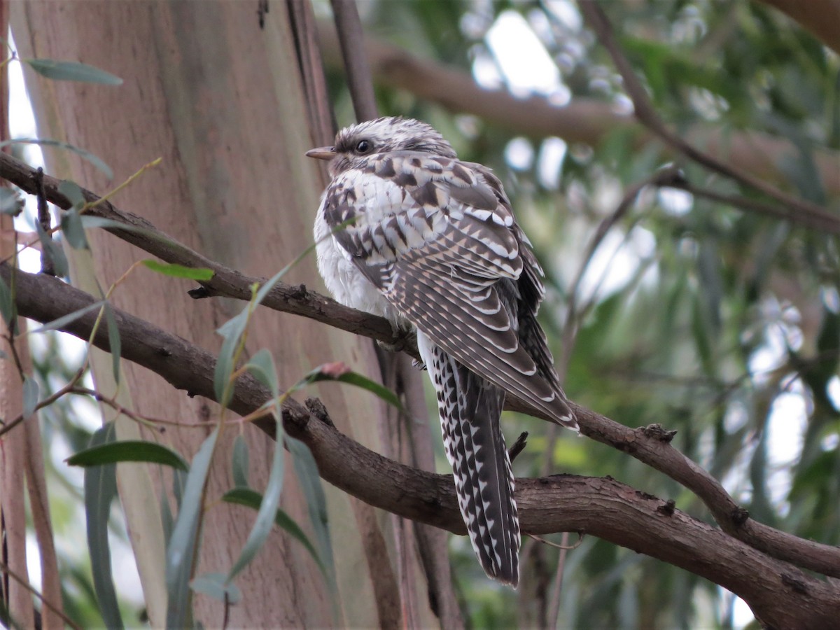 Pallid Cuckoo - ML198435991
