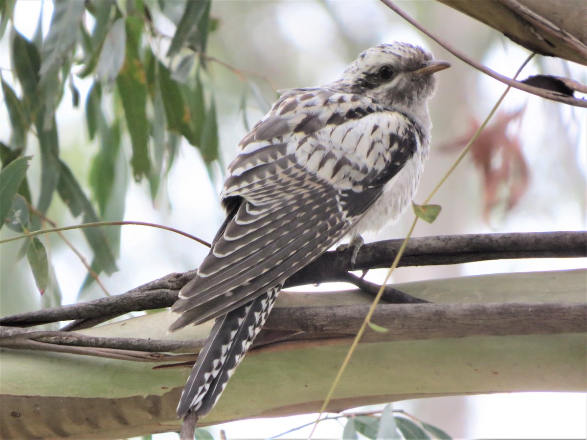 Pallid Cuckoo - ML198436011