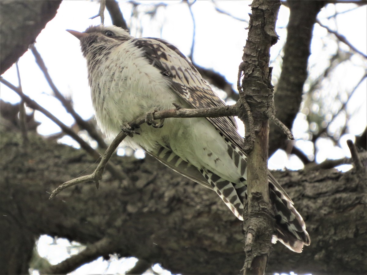 Pallid Cuckoo - ML198436081