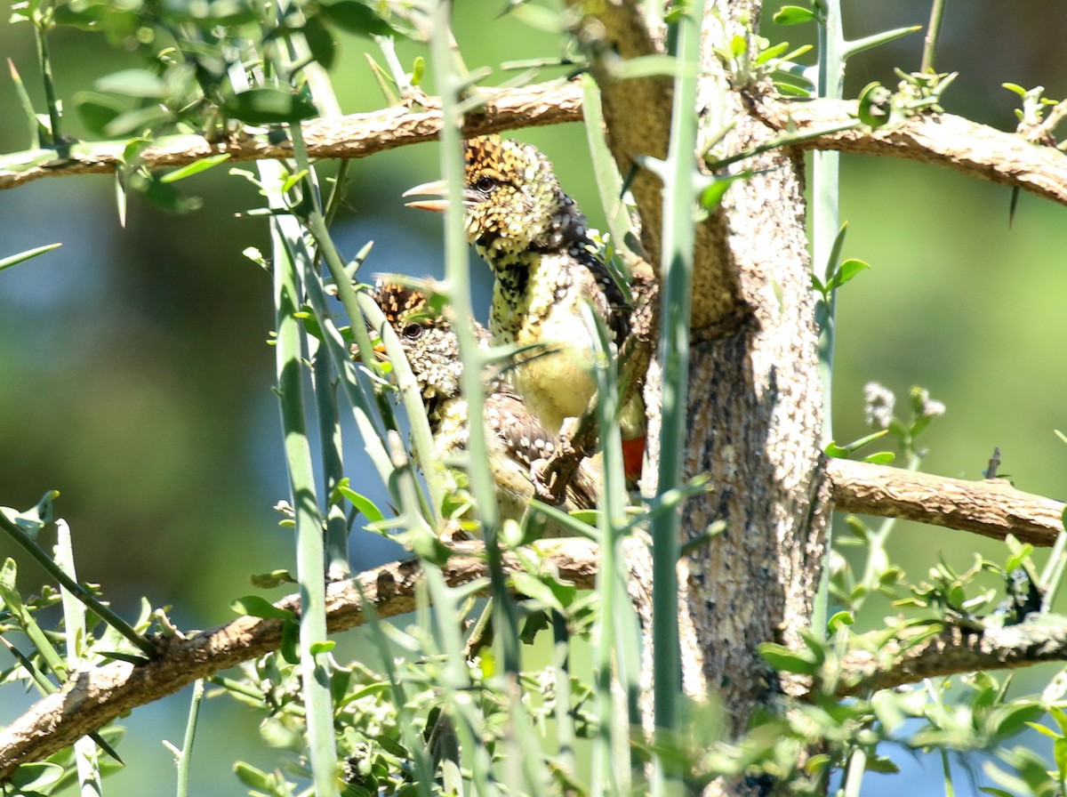 Ohrfleck-Bartvogel - ML198436751