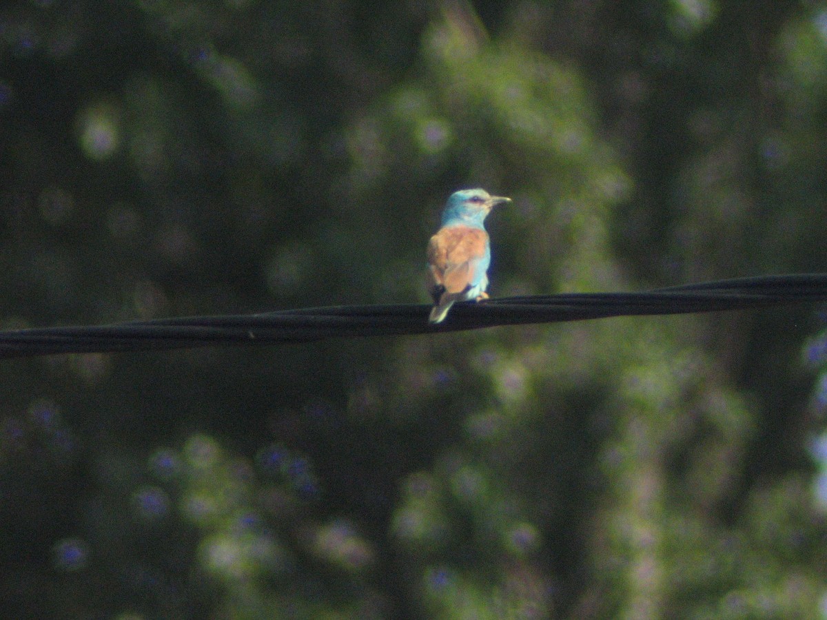 European Roller - ML198436831