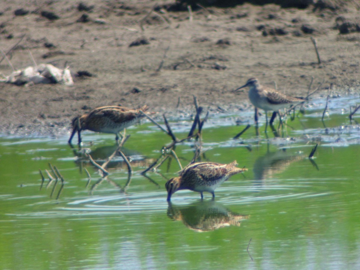 Common Snipe - ML198436991