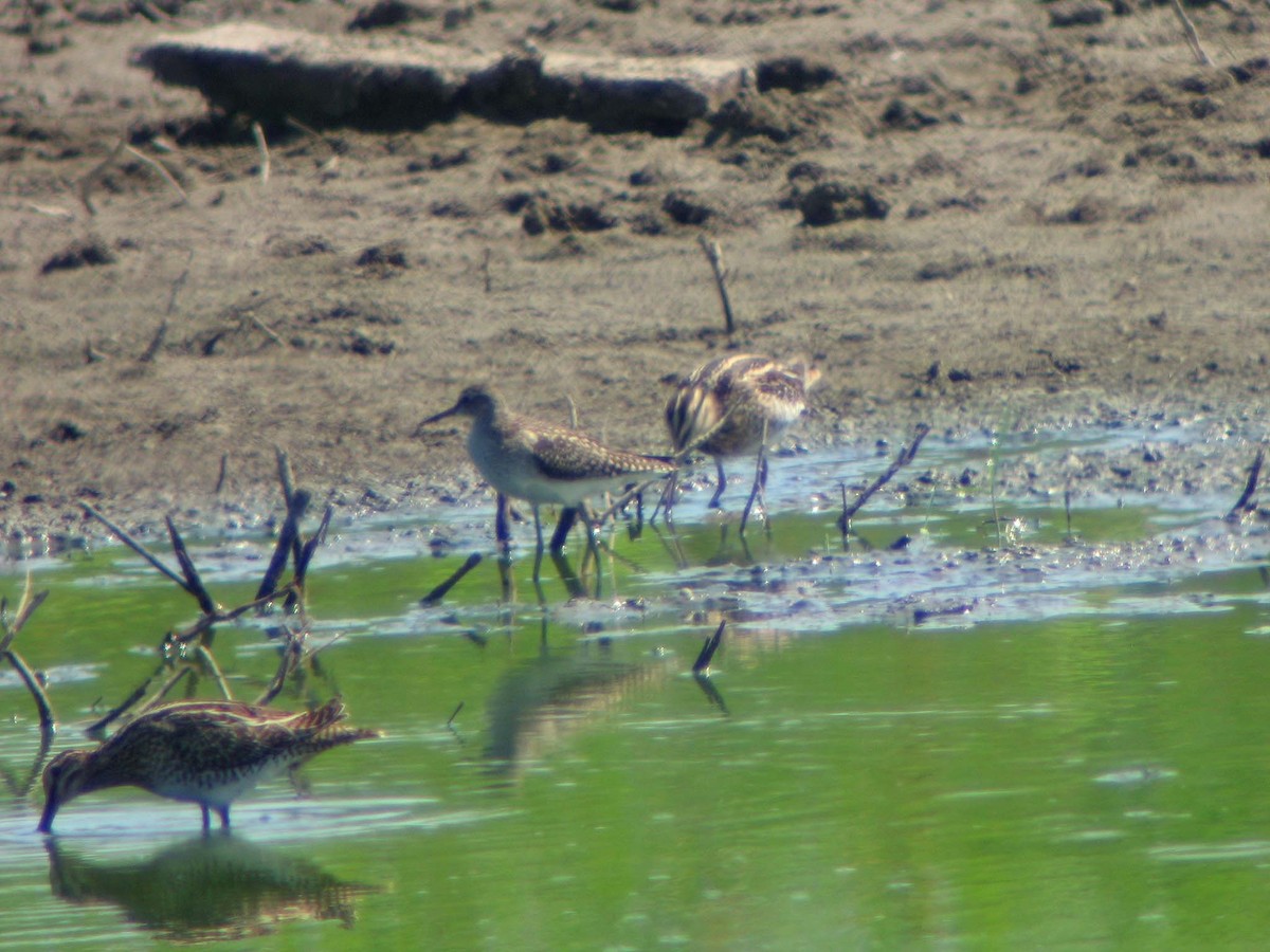 Wood Sandpiper - ML198437021