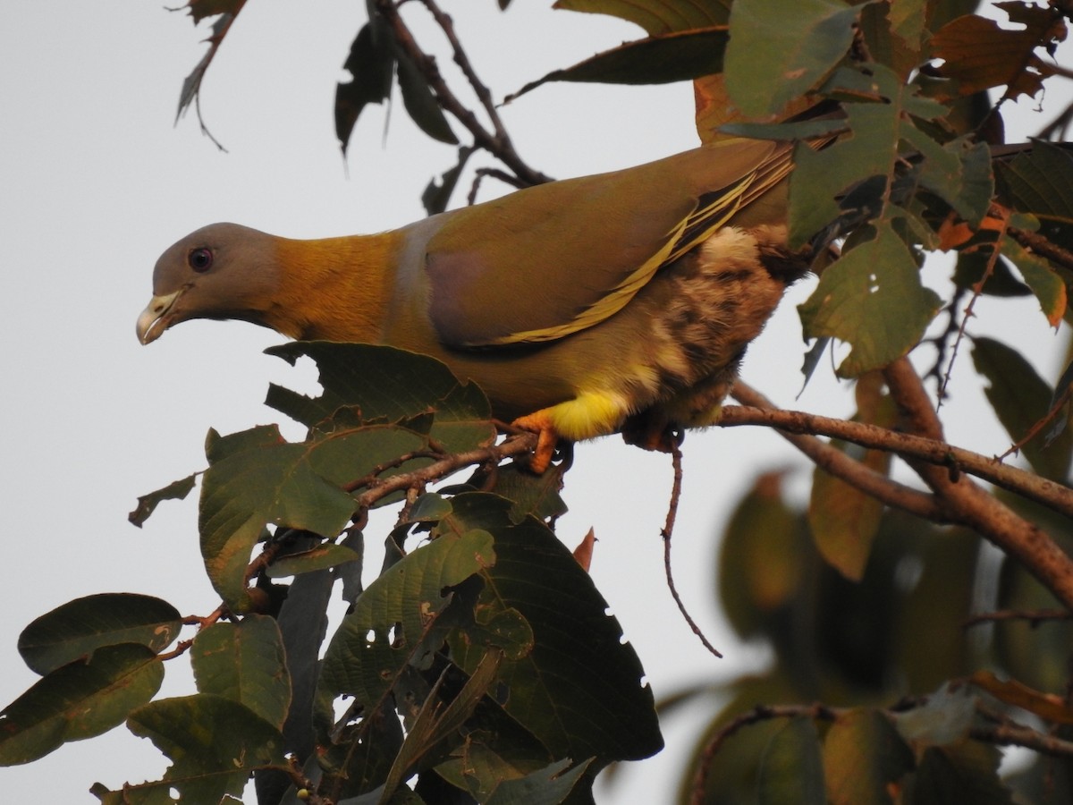 Yellow-footed Green-Pigeon - ML198437061
