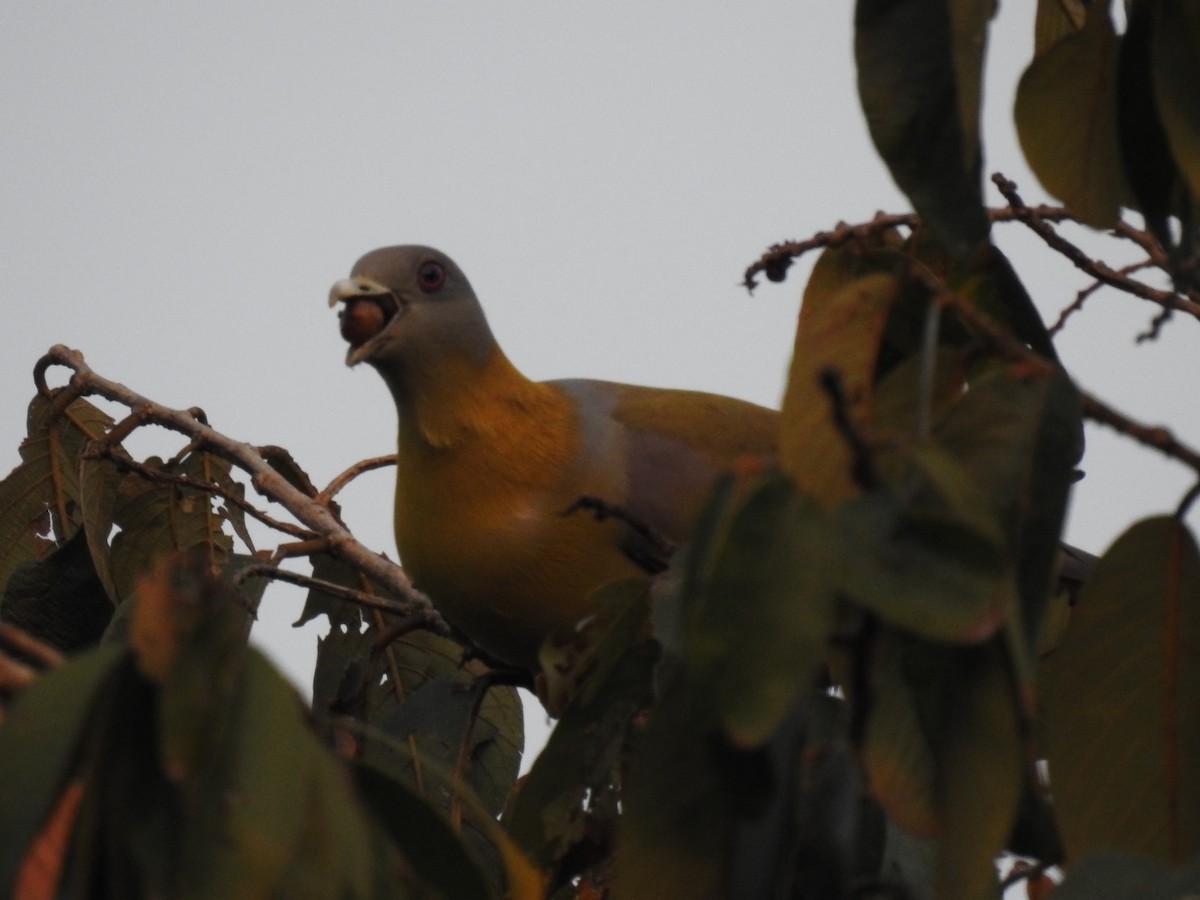 Yellow-footed Green-Pigeon - ML198437071