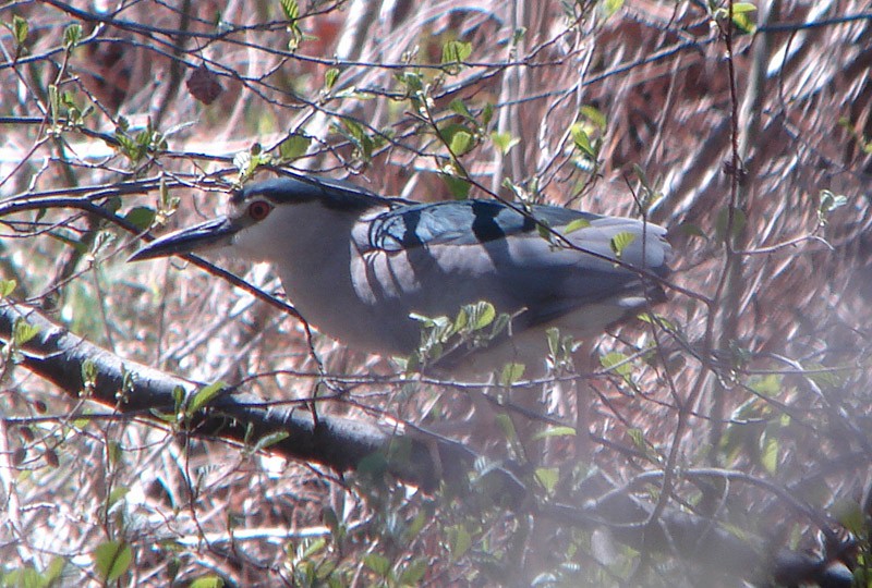 Black-crowned Night Heron - ML198438261