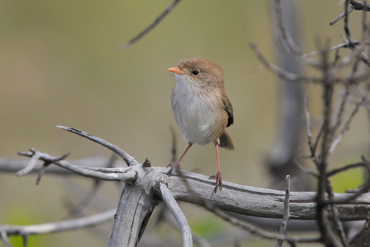 White-winged Fairywren - Marco Valentini