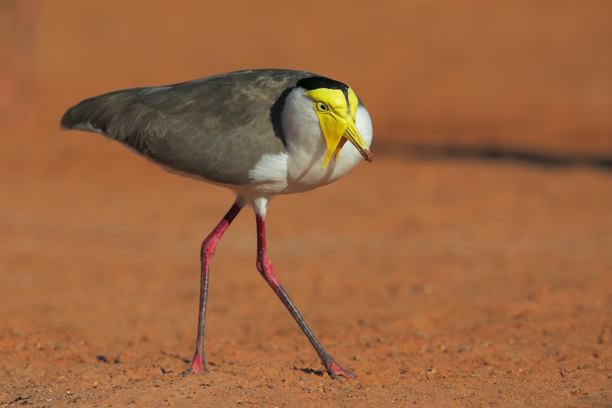Masked Lapwing - ML198439591