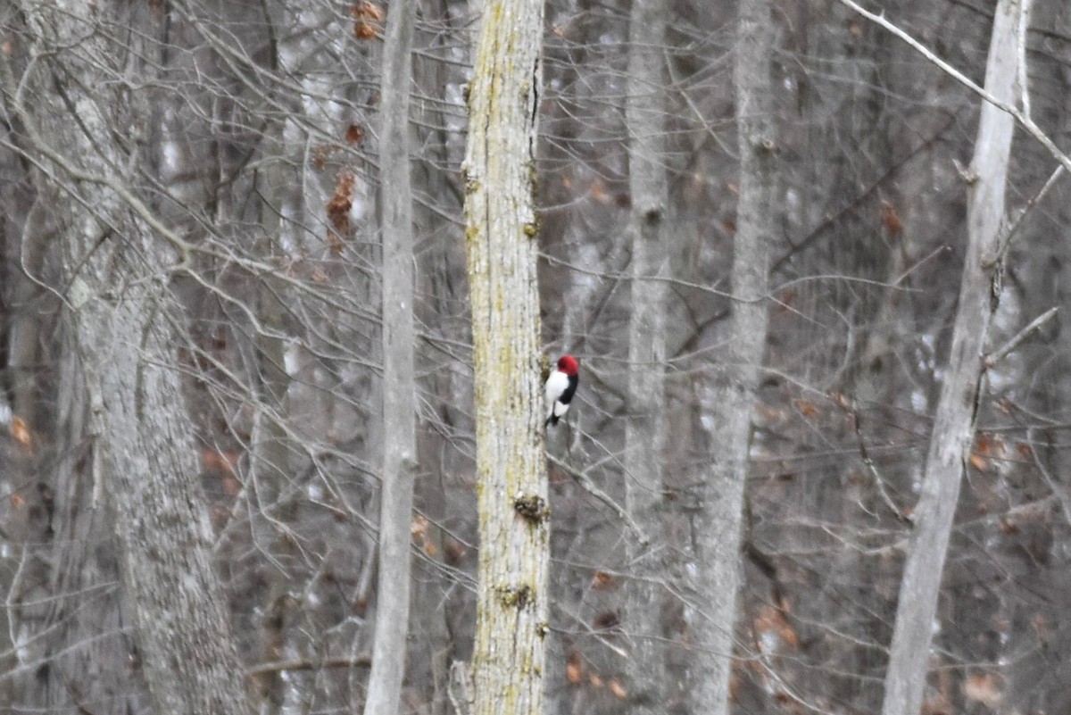 Red-headed Woodpecker - ML198440521