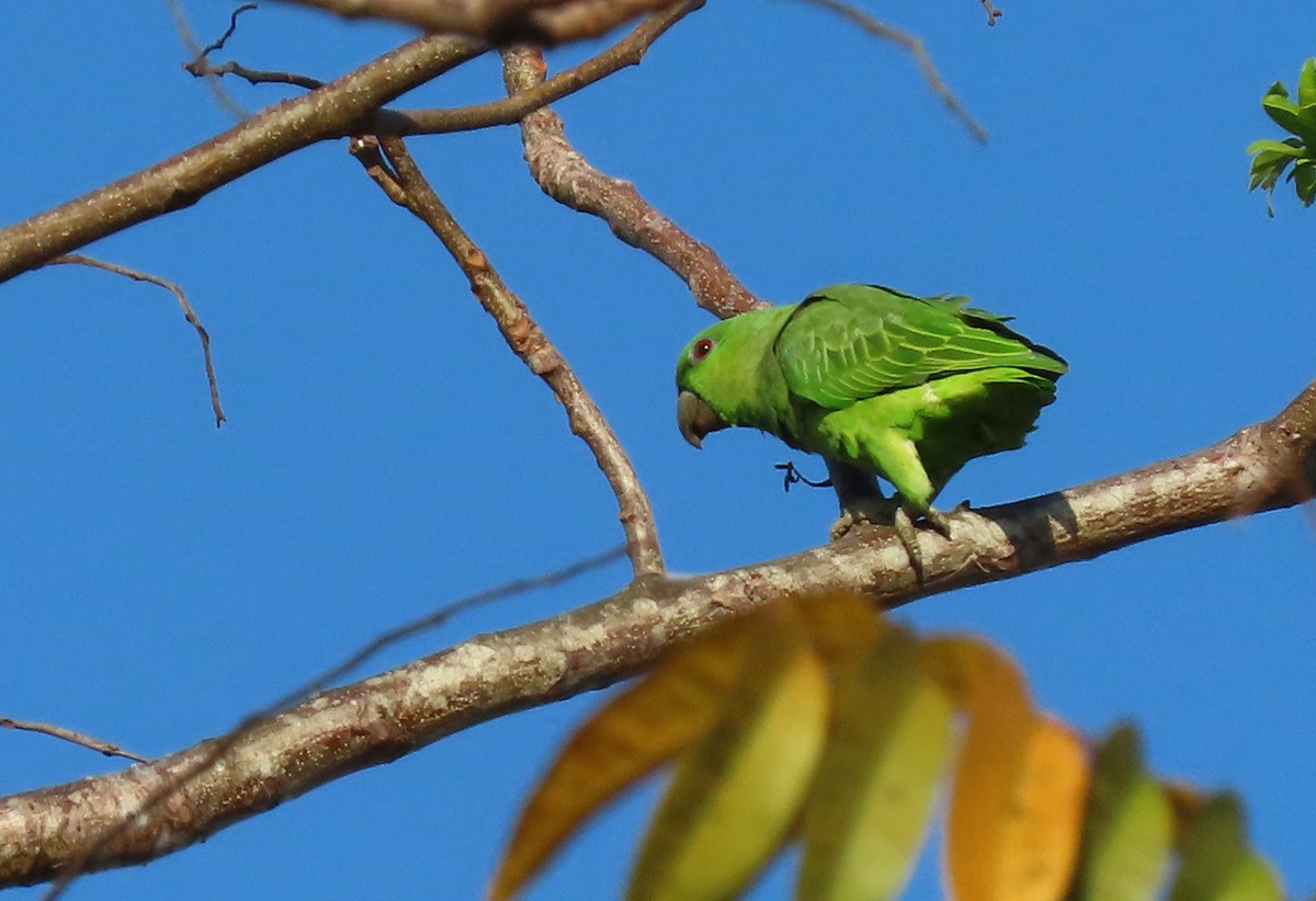 Short-tailed Parrot - ML198440921