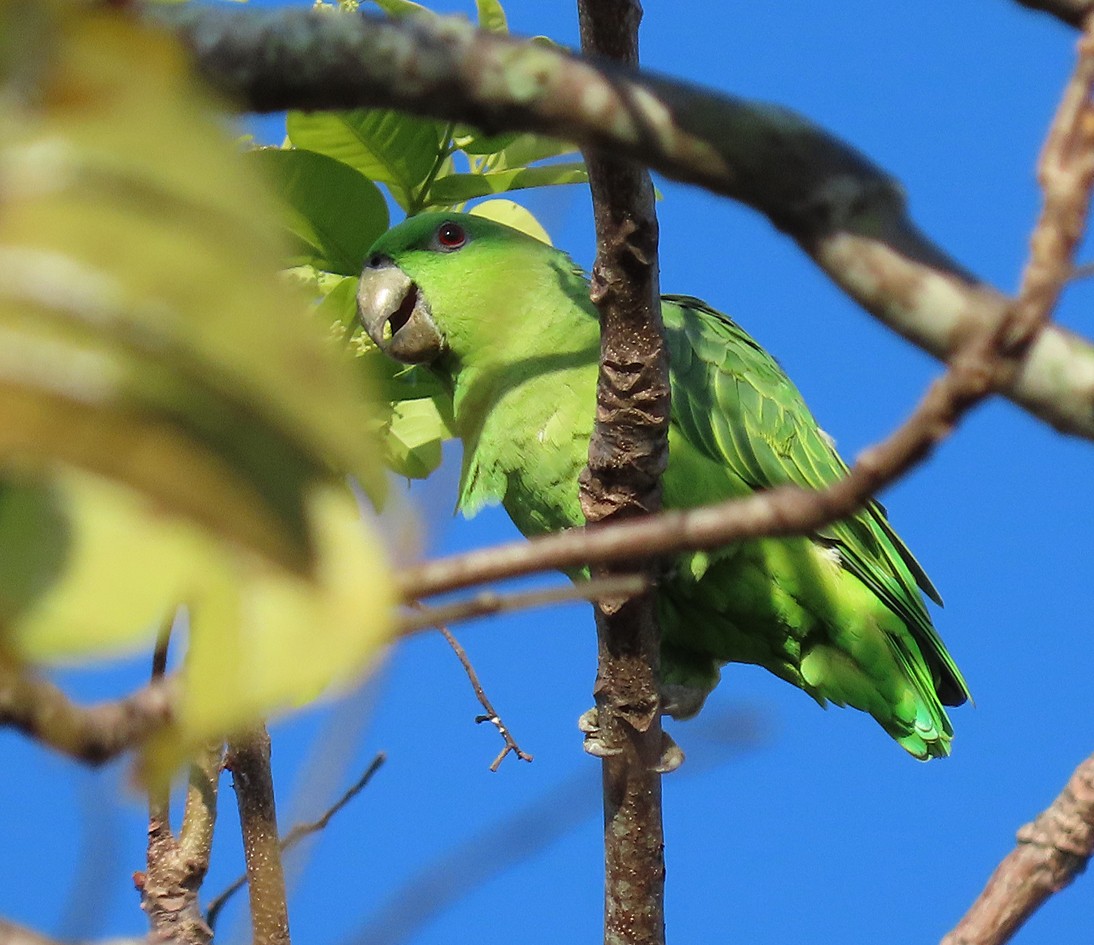 Short-tailed Parrot - ML198440941