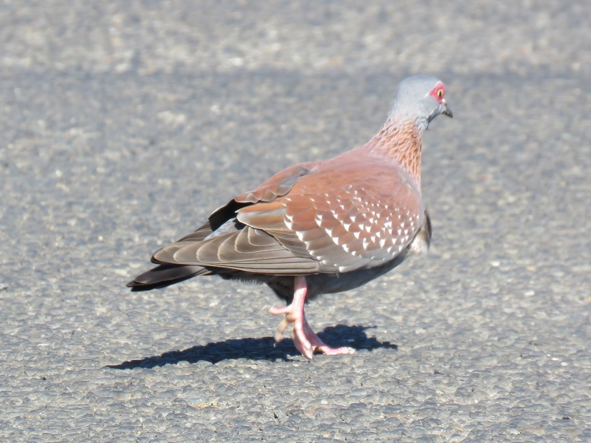 Speckled Pigeon - ML198441911