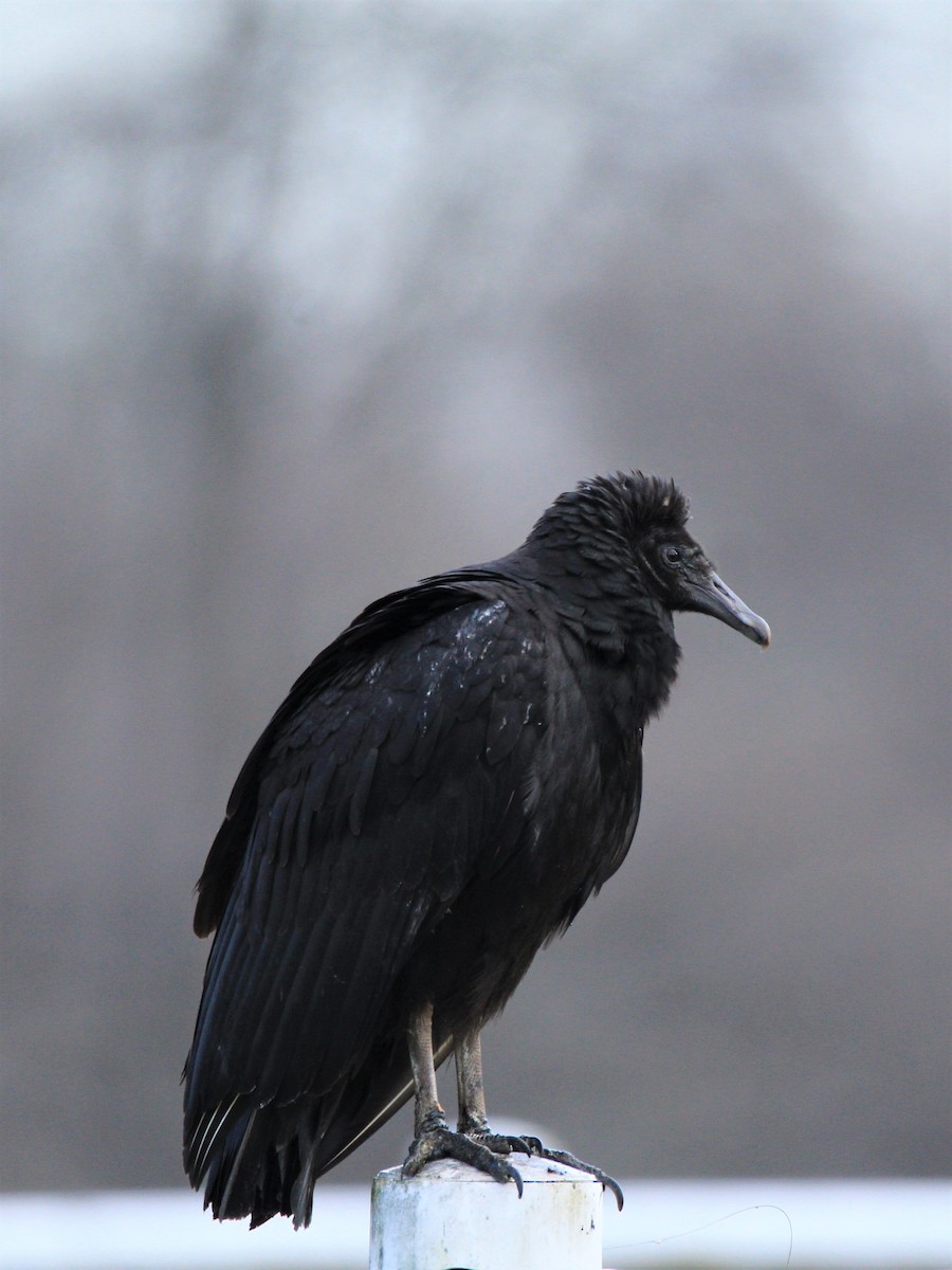 Black Vulture - ML198442181