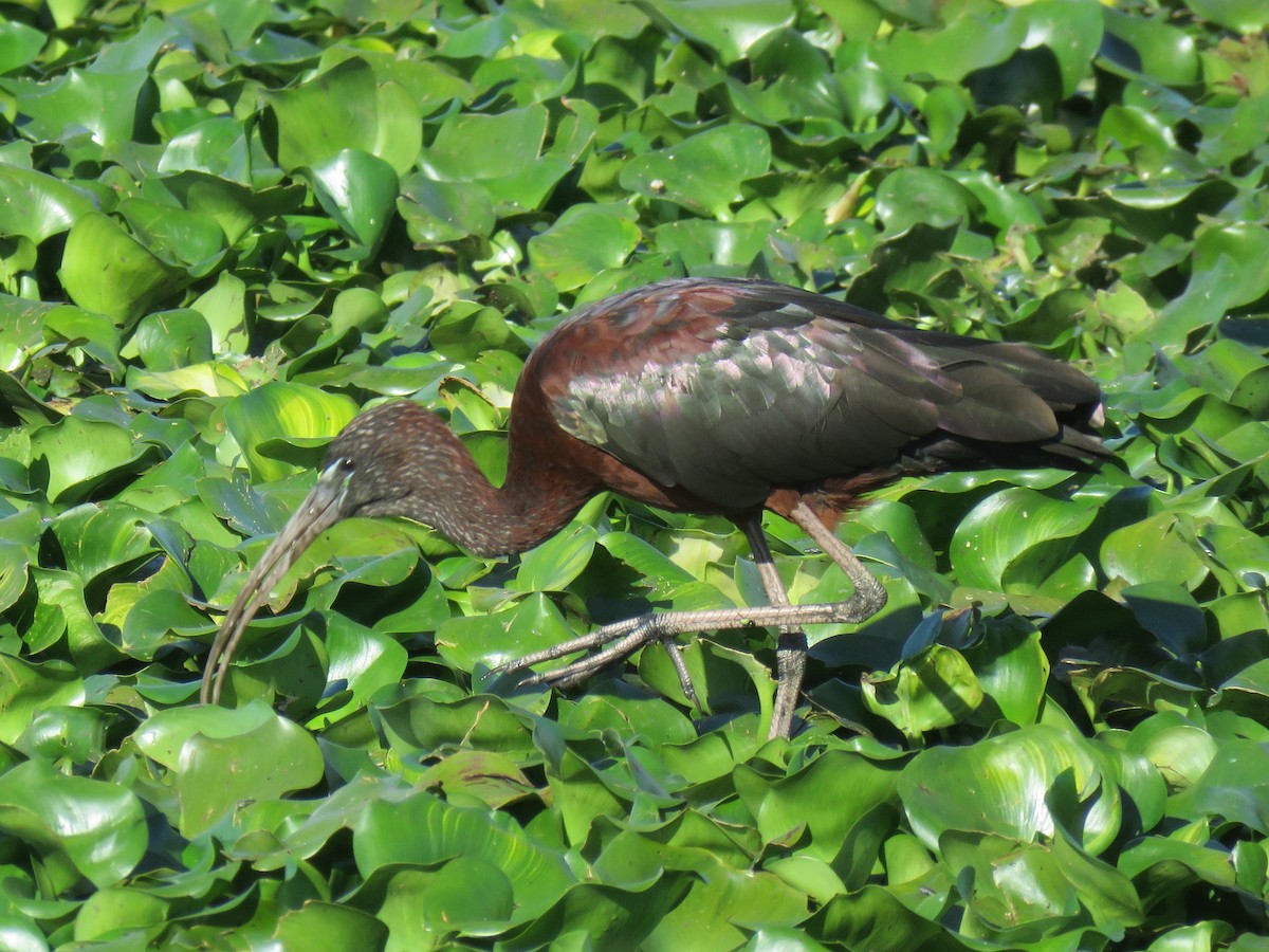 ibis hnědý - ML198443281