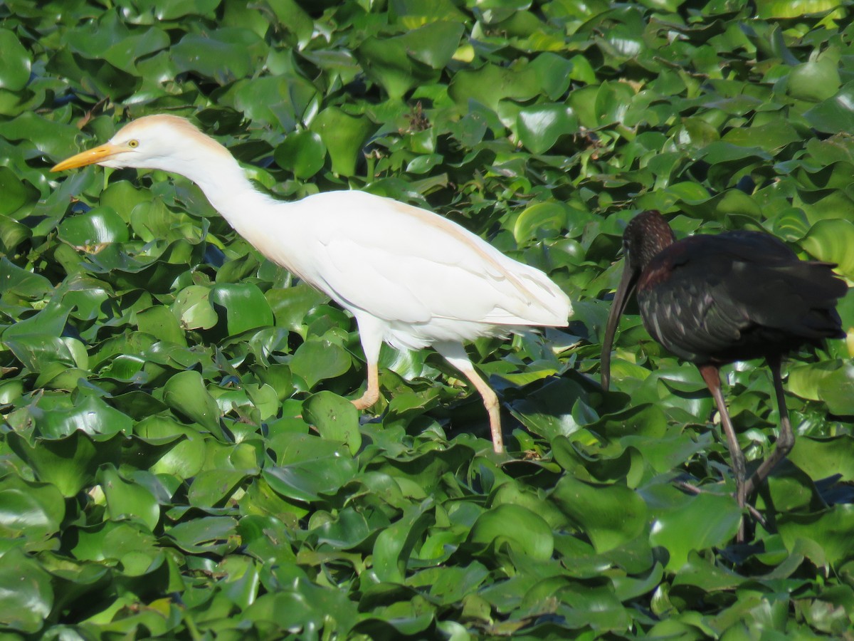 Чапля єгипетська (підвид ibis) - ML198443411